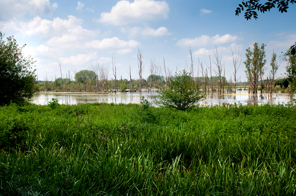 Fishlake Meadows